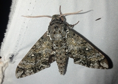 Manduca lichenea