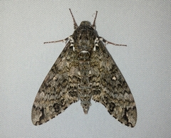 Manduca lichenea