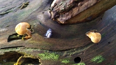 Gymnopilus penetrans