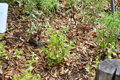 Origanum majorana