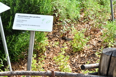 Origanum majorana