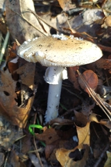 Amanita junquillea