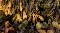 Stigmidium ascophylli