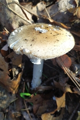Amanita junquillea
