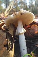 Amanita junquillea