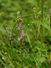 Spiranthes australis