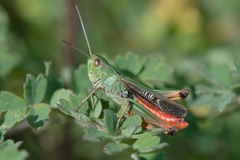 Stenobothrus lineatus