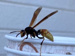 Polistes comanchus