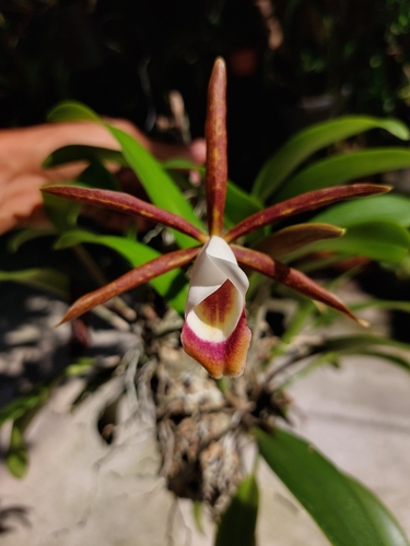 Araguaia Cattleya