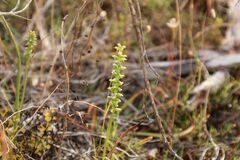 Microtis graniticola