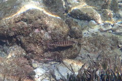 Serranus cabrilla