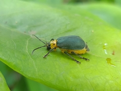 Coelomera binotata