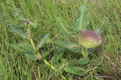 Xysmalobium undulatum