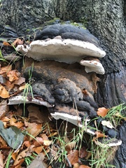 Fomitopsis pinicola