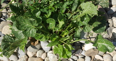 Barbarea