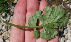 Barbarea