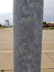 Eragrostis trichodes