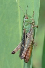 Stenobothrus lineatus