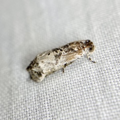 Oriodryas olbophora