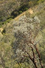 Eucalyptus crucis
