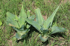 Ledebouria zebrina