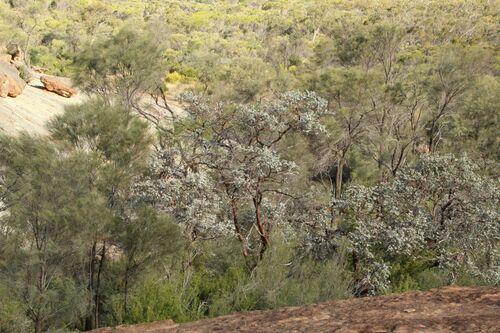 Eucalyptus crucis, photograph 6