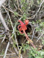 Anisacanthus linearis
