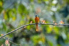 Pericrocotus solaris