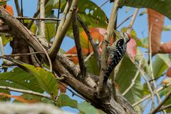 Dendrocopos analis