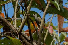 Dendrocopos analis