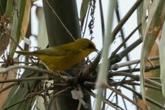 Cyanoderma chrysaeum