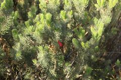 Melaleuca quadrifida