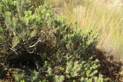 Melaleuca quadrifida