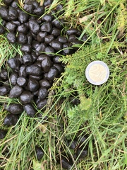 Capreolus capreolus