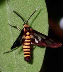 Amata huebneri
