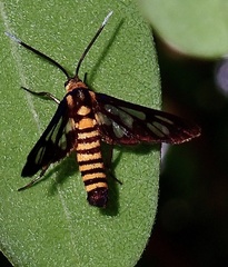 Amata huebneri