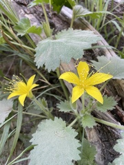 Eucnide bartonioides