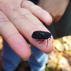 Acraephia perspicillata