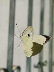 Pieris brassicae