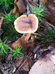 Lactarius hepaticus