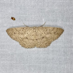 Cyclophora turneri