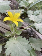 Eucnide bartonioides