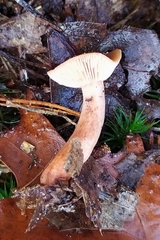 Lactarius hepaticus