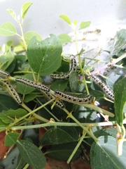 Pieris brassicae