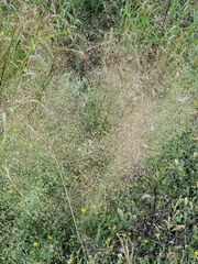 Eragrostis trichodes