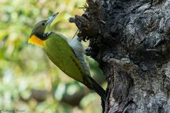 Chrysophlegma flavinucha