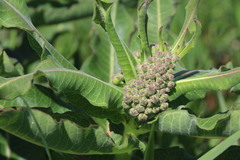 Xysmalobium undulatum