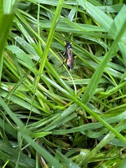 Ichneumonina