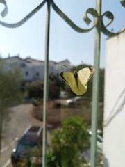 Pieris brassicae