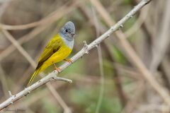 Culicicapa ceylonensis